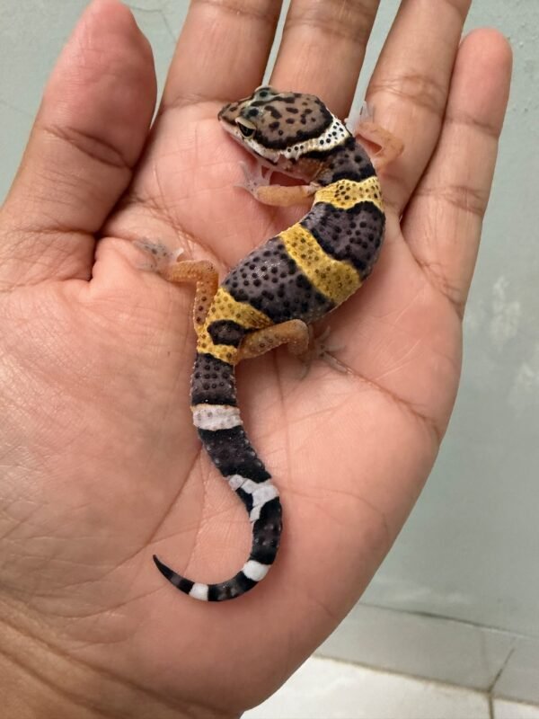 IMG_5428 jual gecko tangerine black night cross het raptor incub betina