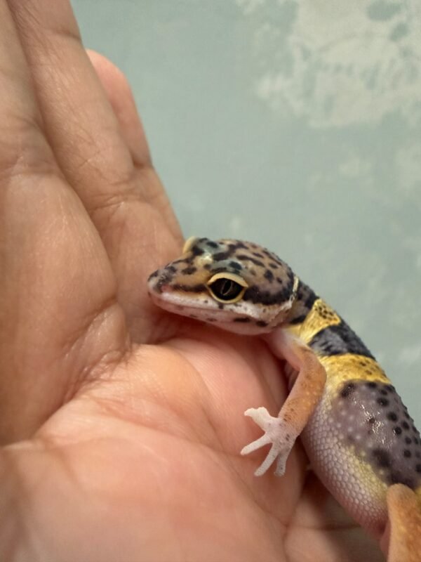 IMG_5429 Tangerine Black Night Cross het RAPTOR - incub Betina - R262118