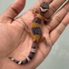 IMG_5431 jual gecko hypo tangerine black night cross betina