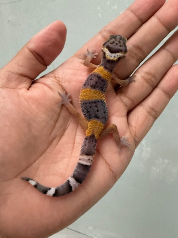 IMG_5431 jual gecko hypo tangerine black night cross betina