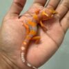 IMG_5434 jual gecko tremper lavender betina baby