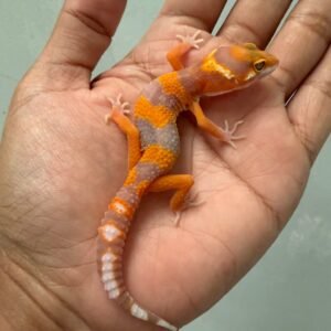 jual gecko tremper lavender betina baby