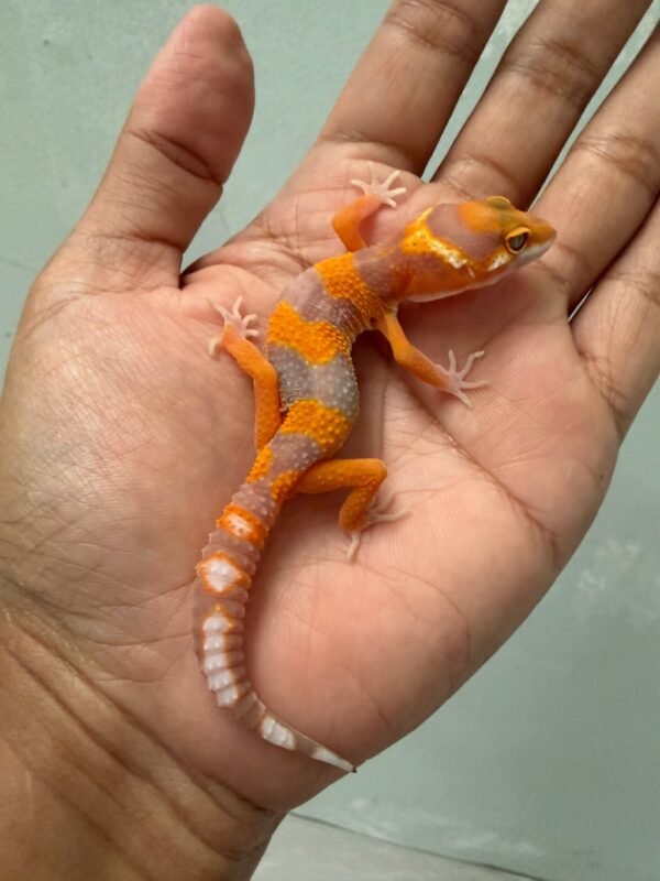 IMG_5434 jual gecko tremper lavender betina baby