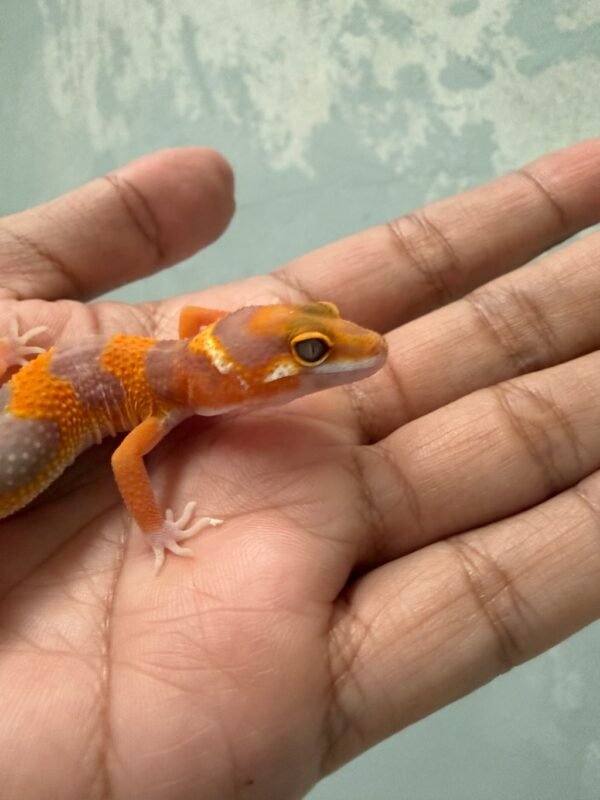 IMG_5435 Tremper Lavender - Betina - R261866 - NICE COLOR