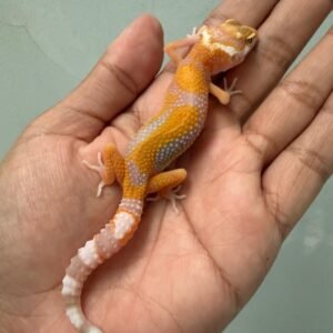 jual gecko tremper lavender jungle incub betina baby