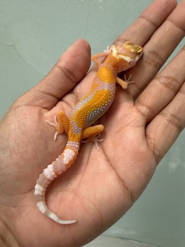 IMG_5437 jual gecko tremper lavender jungle incub betina baby