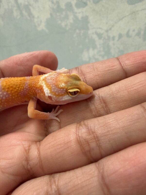IMG_5438 Tremper Lavender Jungle - incub Betina - R261821 - MINUS