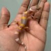 IMG_5440 jual gecko tangerine albino black night cross incub betina baby