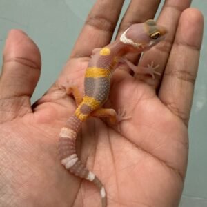 jual gecko tangerine albino black night cross incub betina baby