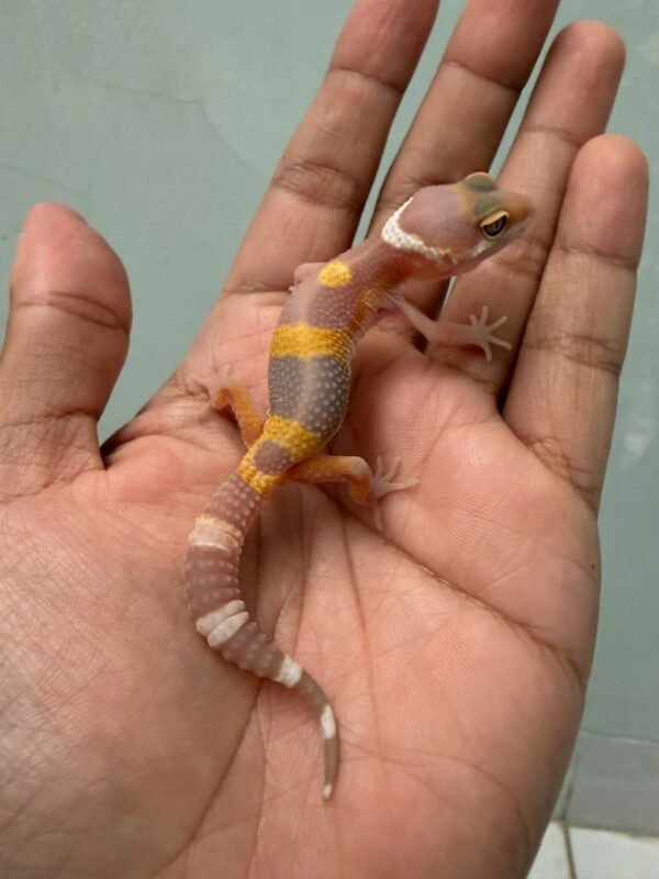IMG_5440 jual gecko tangerine albino black night cross incub betina baby