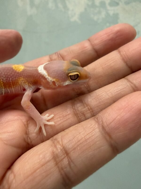IMG_5441 Tangerine Albino Black Night Cross - incub Betina - R262193