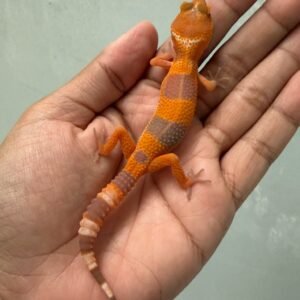 jual gecko sunglow tomato line incub betina baby