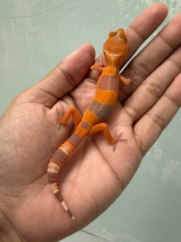 IMG_5443 jual gecko sunglow tomato line incub betina baby