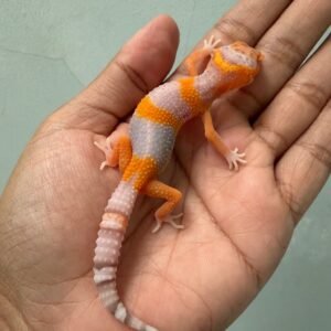 IMG_5446 jual gecko bell lavender incub betina nice color