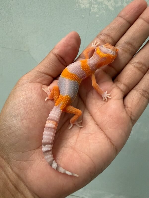 IMG_5446 jual gecko bell lavender incub betina nice color