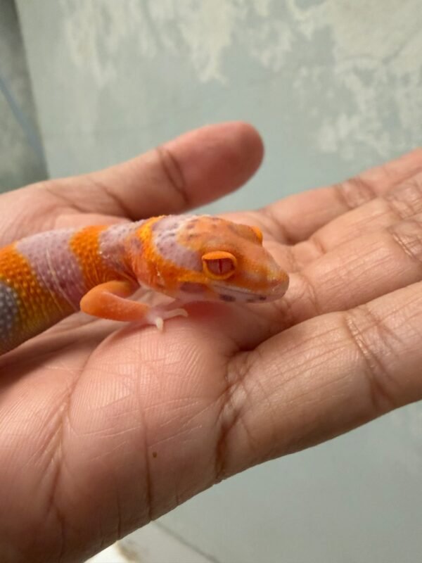 IMG_5447 Bell Lavender - incub Betina - R262223 - NICE COLOR