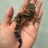 IMG_5449 jual gecko black night het tremper betina