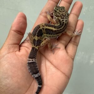 jual gecko black night het tremper betina