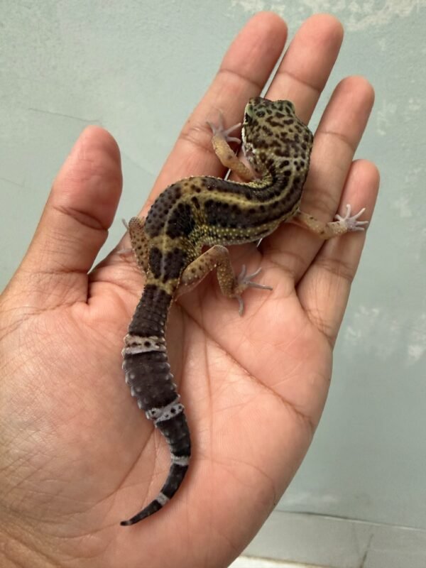 IMG_5449 jual gecko black night het tremper betina