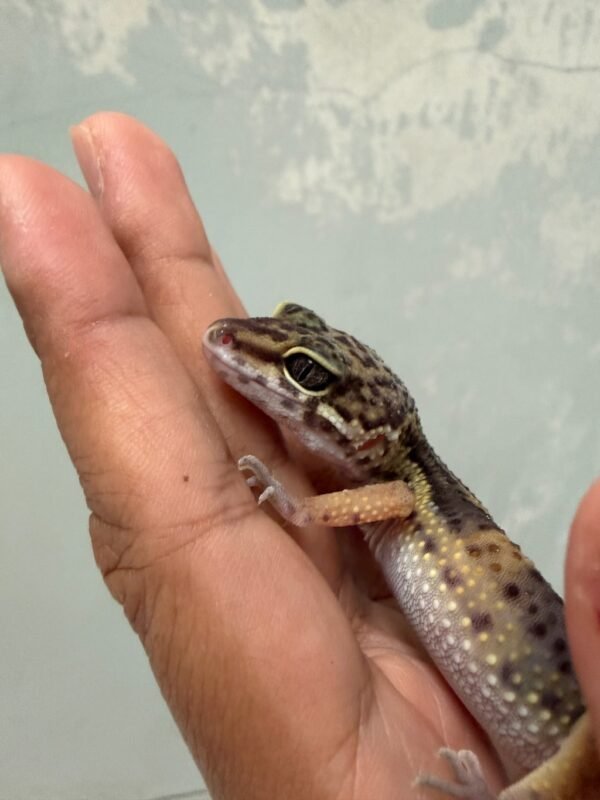IMG_5450 Black Night het Tremper - Betina - B261625
