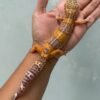 IMG_5452 jual gecko tangerine albino black night cross betina indukan