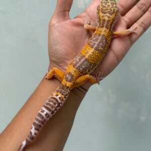 IMG_5452 jual gecko tangerine albino black night cross betina indukan