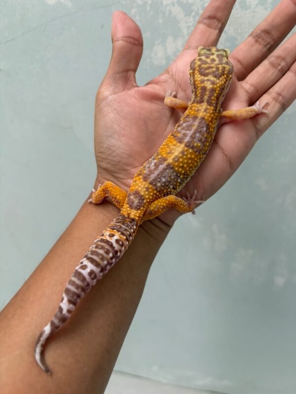IMG_5452 jual gecko tangerine albino black night cross betina indukan