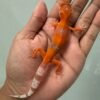 IMG_5459 jual gecko sunglow tomato enigma jantan nice color