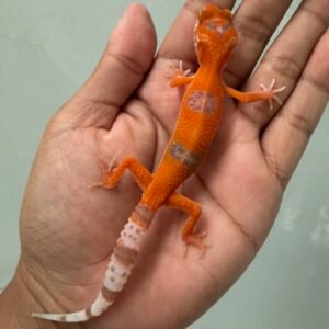 IMG_5459 jual gecko sunglow tomato enigma jantan nice color
