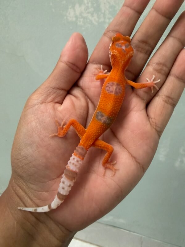 IMG_5459 jual gecko sunglow tomato enigma jantan nice color