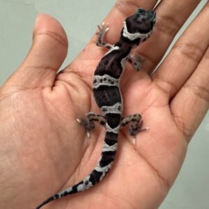 jual gecko mack snow ph ember incub betina baby