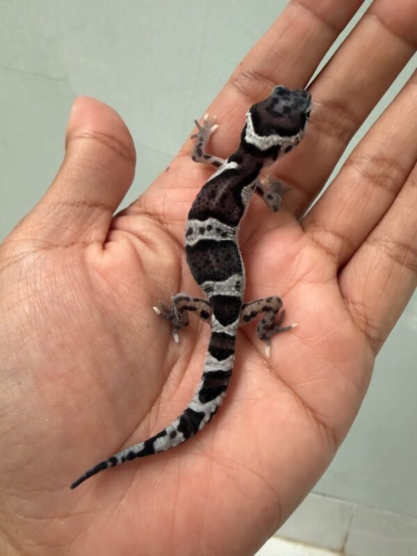 IMG_5462 jual gecko mack snow ph ember incub betina baby
