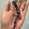 IMG_5465 jual gecko mack snow black night het eclipse jantan baby
