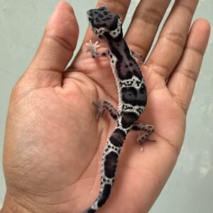 jual gecko mack snow black night het eclipse jantan baby