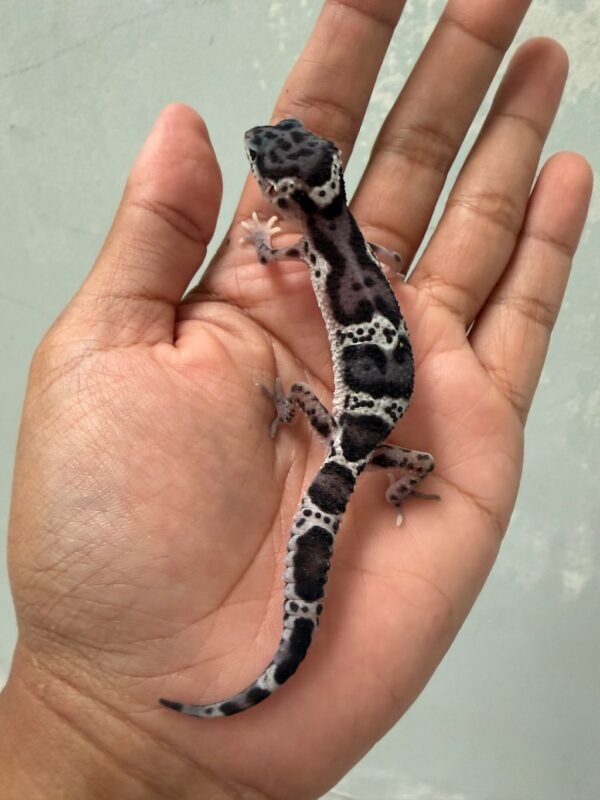 IMG_5465 jual gecko mack snow black night het eclipse jantan baby