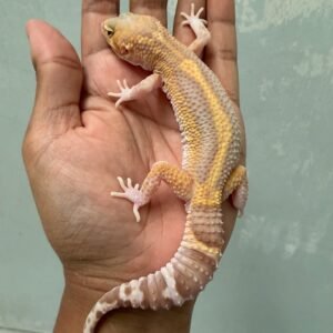 jual gecko black night raptor bold stripe jantan rare body gendut lucu