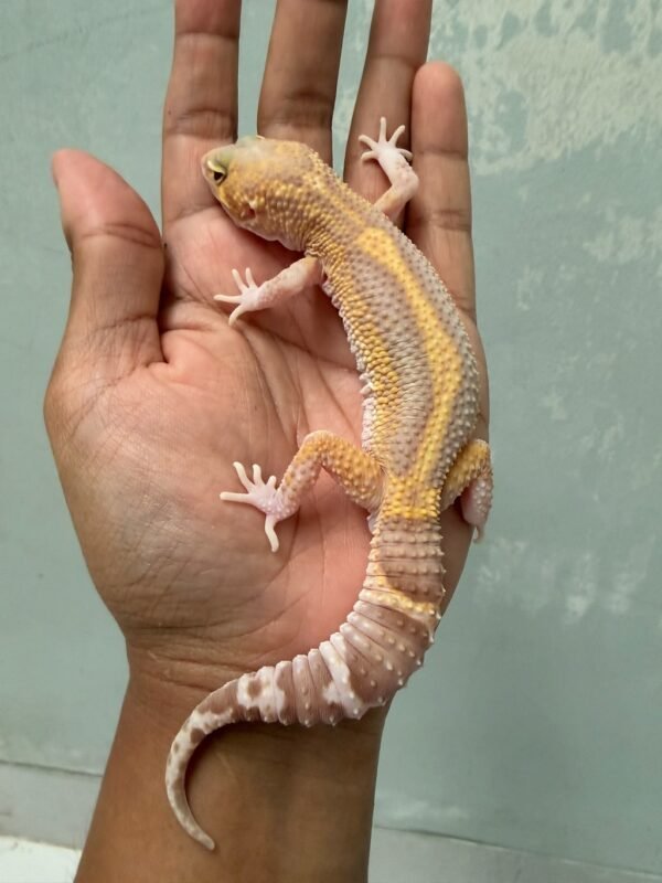 IMG_5468 jual gecko black night raptor bold stripe jantan rare body gendut lucu