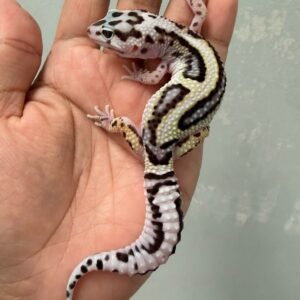 IMG_5471 jual gecko tug snow bold stripe jantan