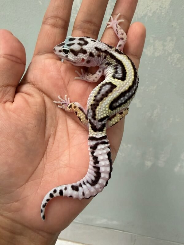 IMG_5471 jual gecko tug snow bold stripe jantan