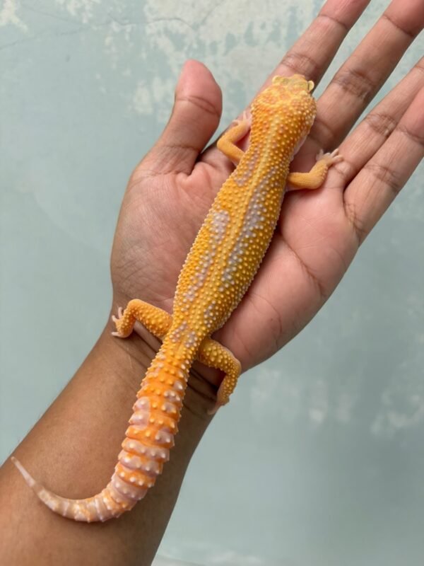 IMG_5474 jual gecko tremper lavender stripe jantan indukan siap kawin