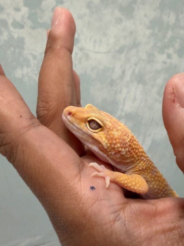 IMG_5475 Tremper Lavender Stripe CT - Jantan - B261605