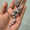 IMG_5477 jual gecko white and yellow tug snow eclipse het ember jantan rare