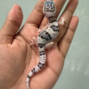 jual gecko white and yellow tug snow eclipse het ember jantan rare