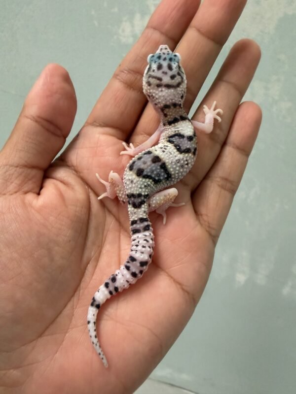IMG_5477 jual gecko white and yellow tug snow eclipse het ember jantan rare