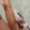 IMG_5478 White & Yellow TUG Snow Eclipse het Ember - Jantan - R261644 - RARE