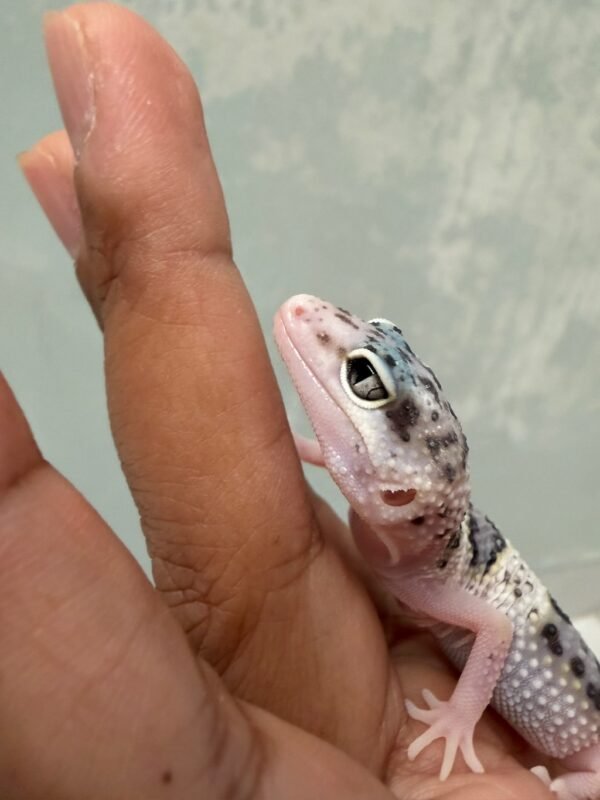 IMG_5478 White & Yellow TUG Snow Eclipse het Ember - Jantan - R261644 - RARE