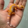 IMG_5481 jual gecko sunspot stripe poss giant jantan remaja