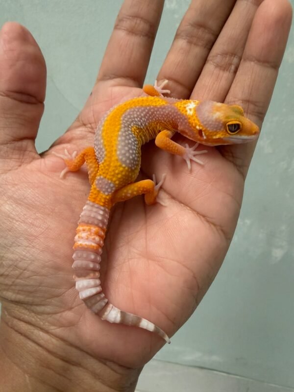 IMG_5481 jual gecko sunspot stripe poss giant jantan remaja