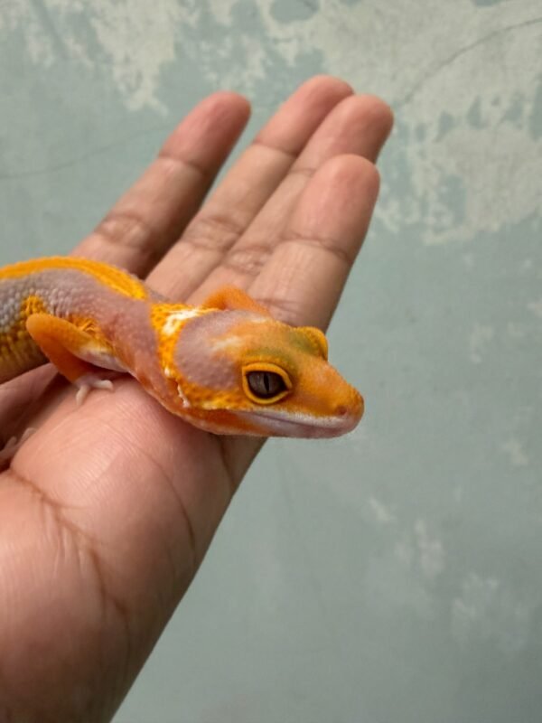 IMG_5482 Sunspot Stripe poss Giant - Jantan - R262200 - RARE