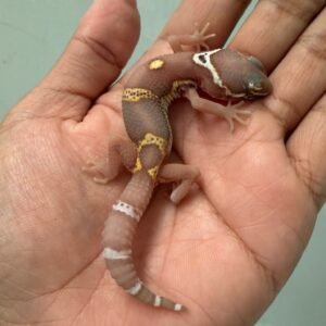 jual gecko bell albino black night cross incub jantan baby murah